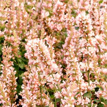 Agastache 'Pink Pearl' (212307)