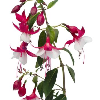 Fuchsia Towers of Flowers® 'Skyrocket' (216993)