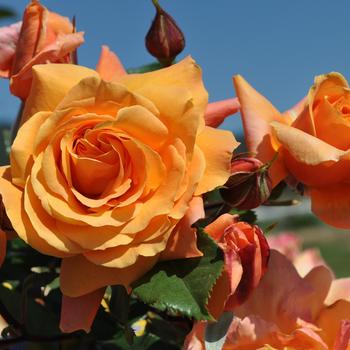 Rosa Arborose® 'Tangerine Skies™' (219149)