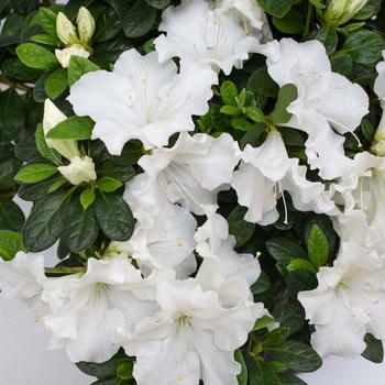 Rhododendron FlorAmore® 'White' (219342)
