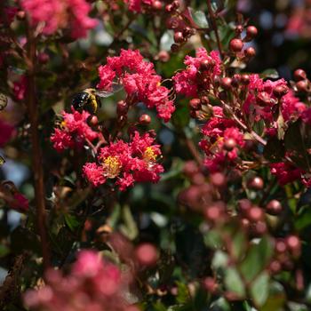Lagerstroemia indica 'My Fair Myrtle' (219406)