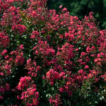 Lagerstroemia indica 'My Fair Myrtle' (219407)