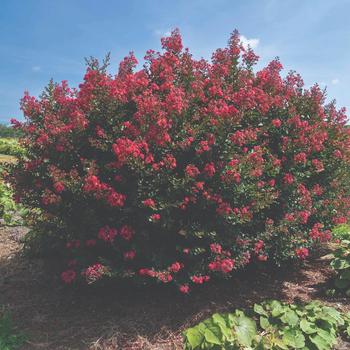 Lagerstroemia indica 'My Fair Myrtle' (219408)
