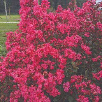 Lagerstroemia indica 'My Fair Myrtle' (219409)