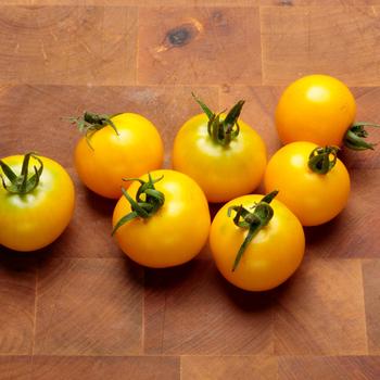 Lycopersicon esculentum Tempting Tomatoes® 'Patio Sunshine' (220837)