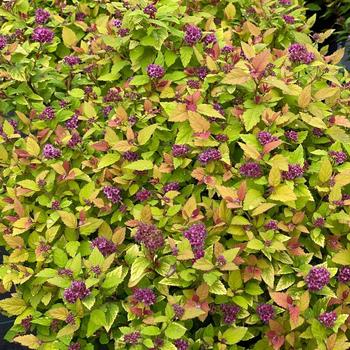 Spiraea japonica Double Play Dolly® '' (224632)