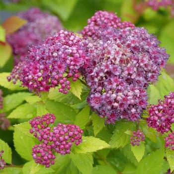 Spiraea japonica Double Play Dolly® '' (224633)