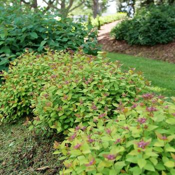 Spiraea japonica Double Play Dolly® '' (224634)
