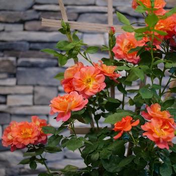 Rosa 'Rise Up Emberays®' (224937)
