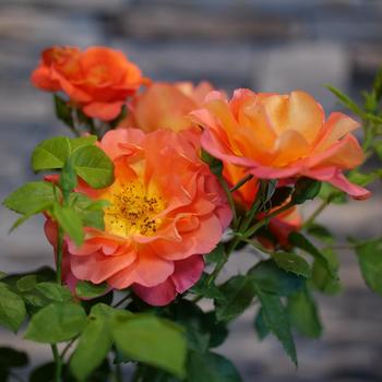 Rosa 'Rise Up Emberays®' (224938)