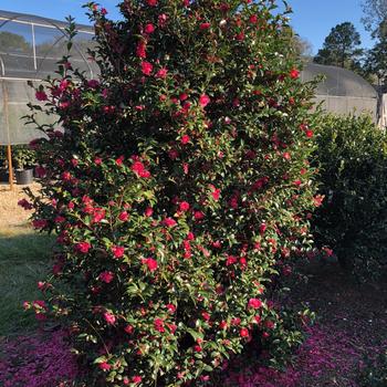 Camellia sasanqua October Magic® 'Rose' (229091)