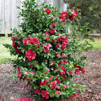 Camellia sasanqua October Magic® '' (229096)