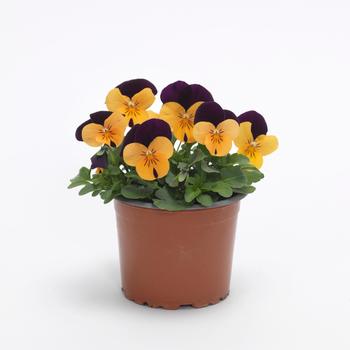Viola cornuta Sorbet® XP '' (245675)