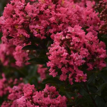 Lagerstroemia Barista® 'Cool Beans' (248191)