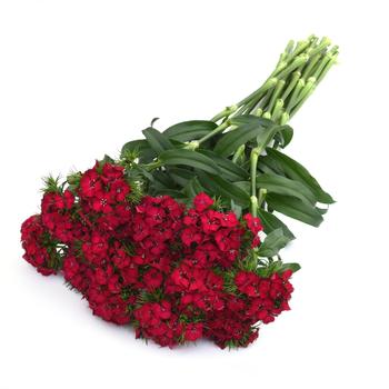 Dianthus barbatus Sweet™ '' (250082)