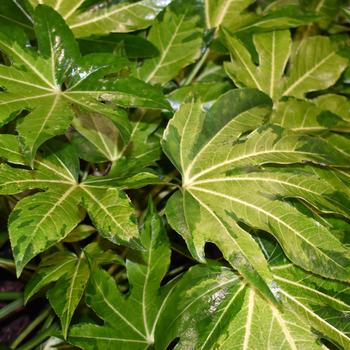 Fatsia japonica 'Camouflage® Variegata' (250895)