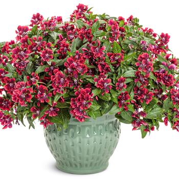 Cuphea procumbens Totally Tempted™ 'Richly Red™' (259263)