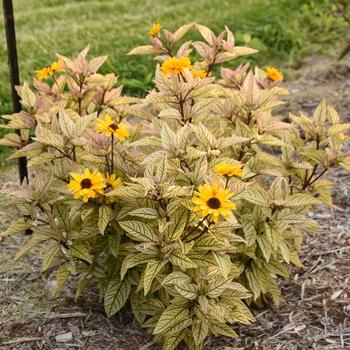 Heliopsis helianthoides 'Touch of Blush' (259445)