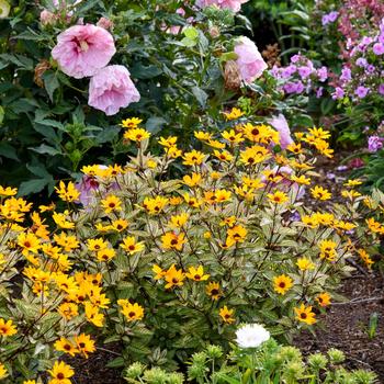 Heliopsis helianthoides 'Touch of Blush' (259446)