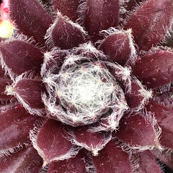 Sempervivum Chick Charms® 'Cosmic Candy™' (261163)