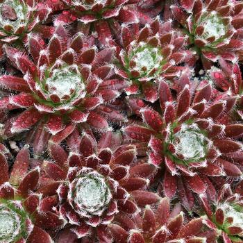 Sempervivum Chick Charms® 'Cosmic Candy™' (261165)