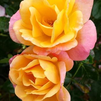 Rosa 'Bright & Shiny™' (262156)