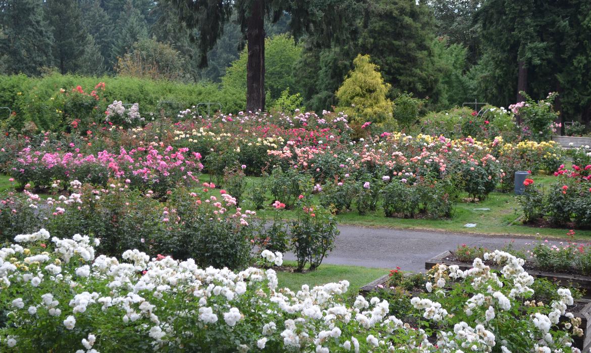 Portland's International Rose Test Garden