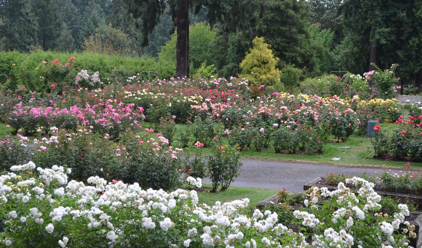 Portland's International Rose Test Garden