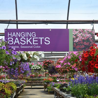 48x12 Hanging Baskets-Bold