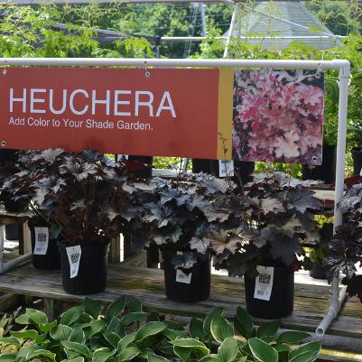 48x12 Heuchera-Bold-2