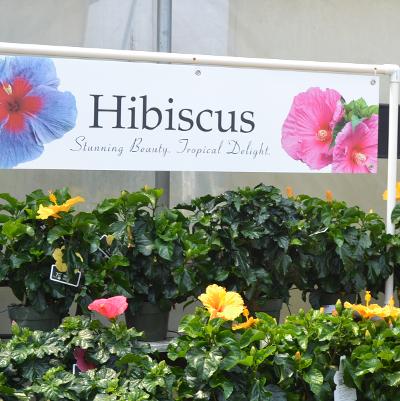 48x12 Hibiscus-White
