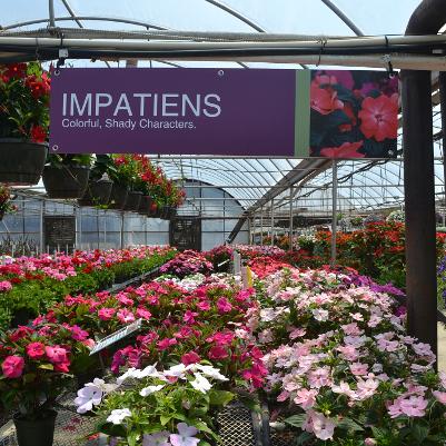 48x12 Impatiens-Bold