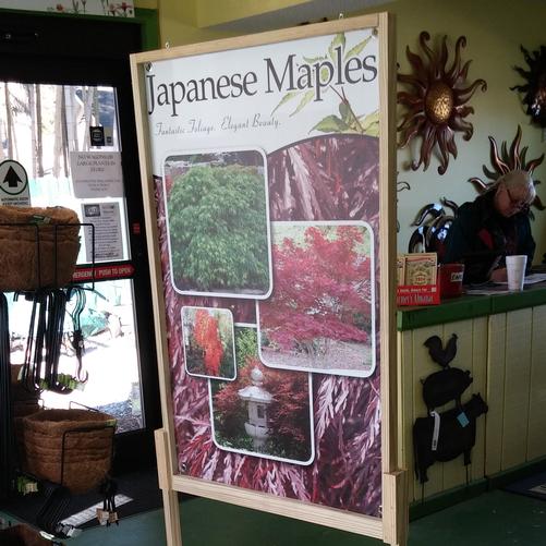 24 x 36 Japanese Maple Coroplast Sign in Wooden Stand