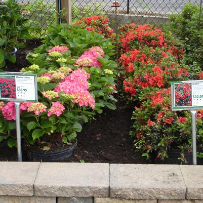 Hydrangea and Azalea Bench Card Display