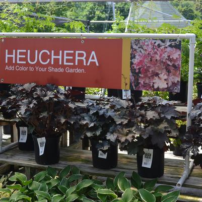 Heuchera 48