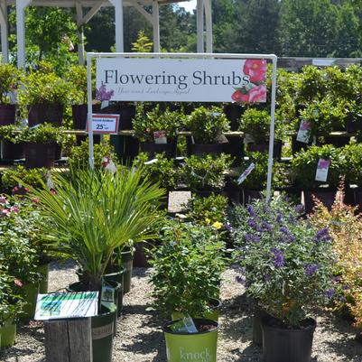 Flowering Shrubs