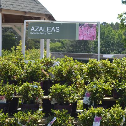 Azaleas