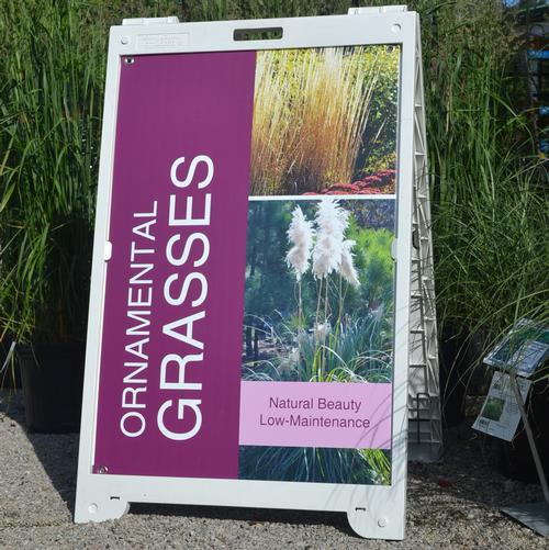 24 x 36 Ornamental Grass