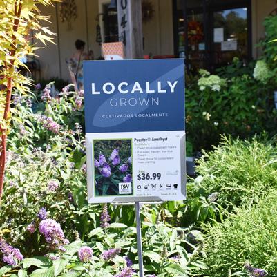 7x5 Bench Card with 'Locally Grown' Sign Topper