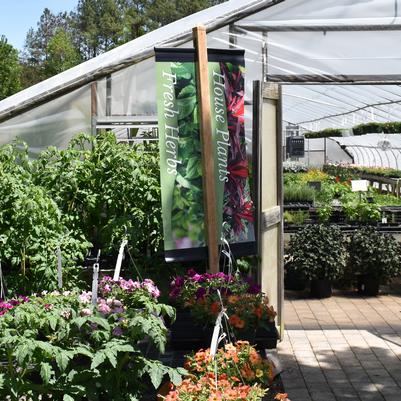 Fresh Herbs & House Plants - Outside Greenhouse