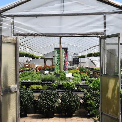 Fresh Herbs & House Plants Inside Greenhouse; Viewed from Outside the Greenhouse