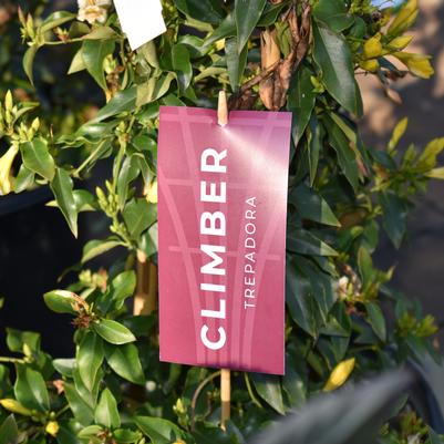 'Climber' Pre-Printed Hang Tag