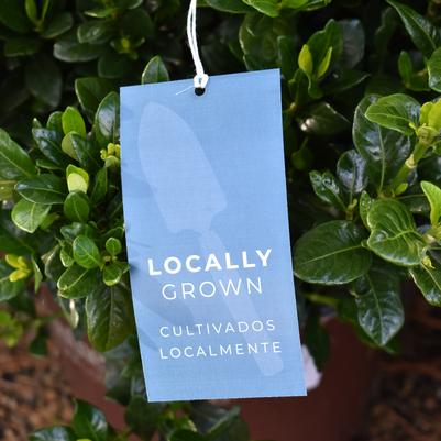 'Locally Grown' Pre-Printed Hang Tag