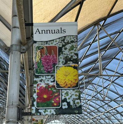 Annuals - Traditional Design