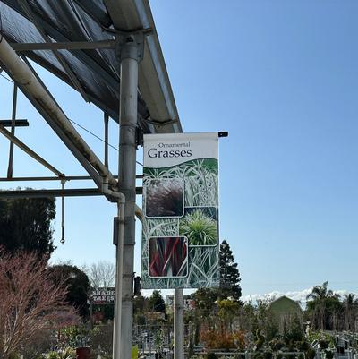 Ornamental Grasses