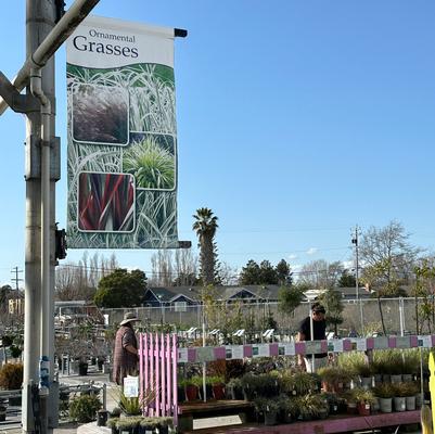 Ornamental Grasses - Traditional Design