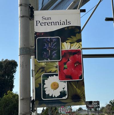 Sun Perennials - Traditional Design