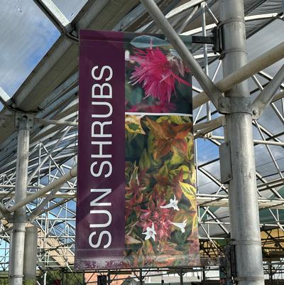 Sun Shrubs - Bold Design