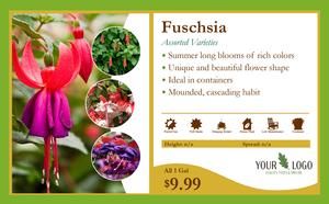11x7 Fuschia Overview Card
