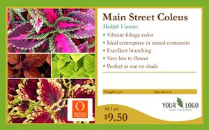 11x7 Main Street Coleus Overview Card